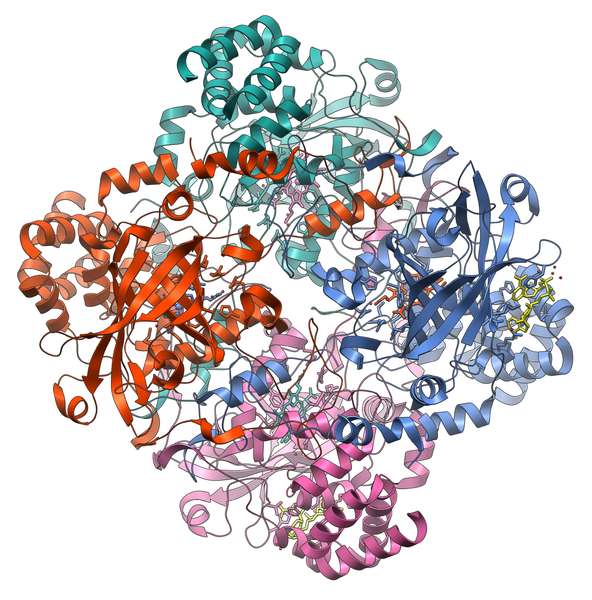 La catalase est une enzyme à quatre sous-unités. © Vossman, Wikimedia, CC by-sa 3.0
