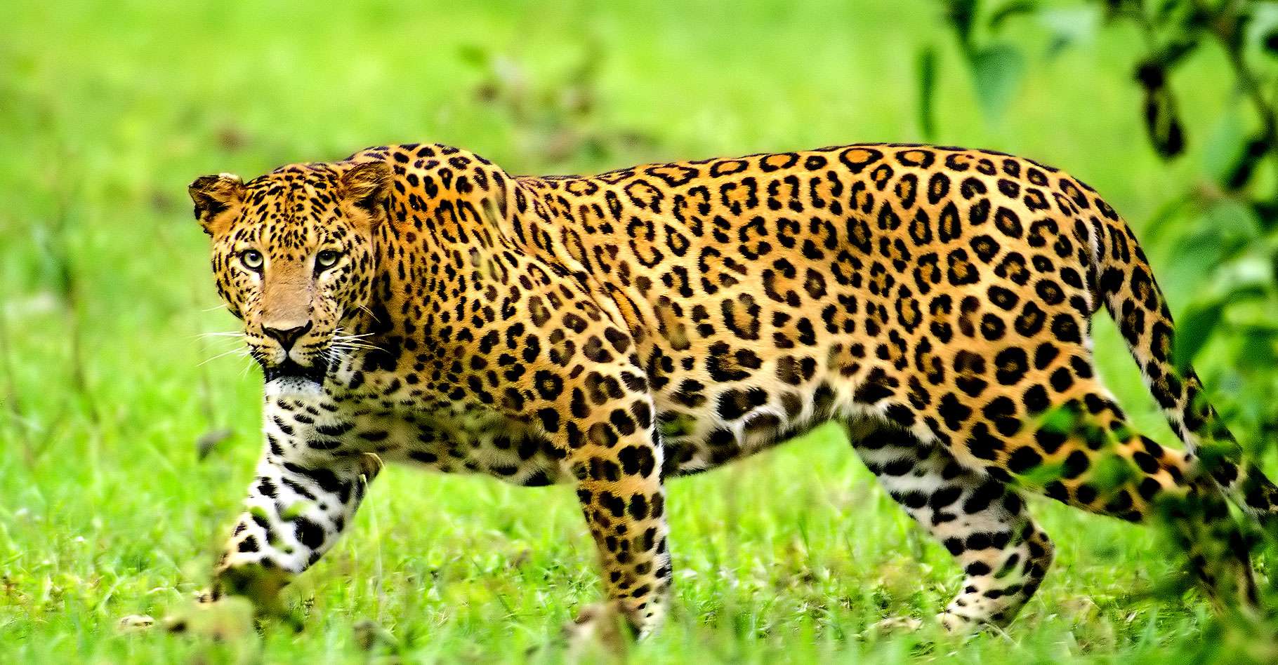 Зеленчатые леопарды. Индийский леопард. Leopard vs Jaguar. Леопард в Индии. Животные Индии леопард.