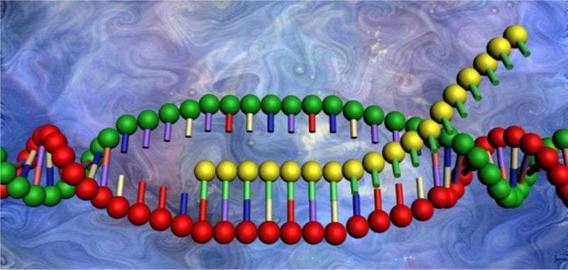 Les ARN sont fabriqués par une enzyme, l'ARN polymérase, à partir d'une séquence d’ADN. Certains, les ARN messagers (ou ARNm), codent pour des protéines, d’autres non, comme les longs ARN non codants. © Wikimedia Commons, DP