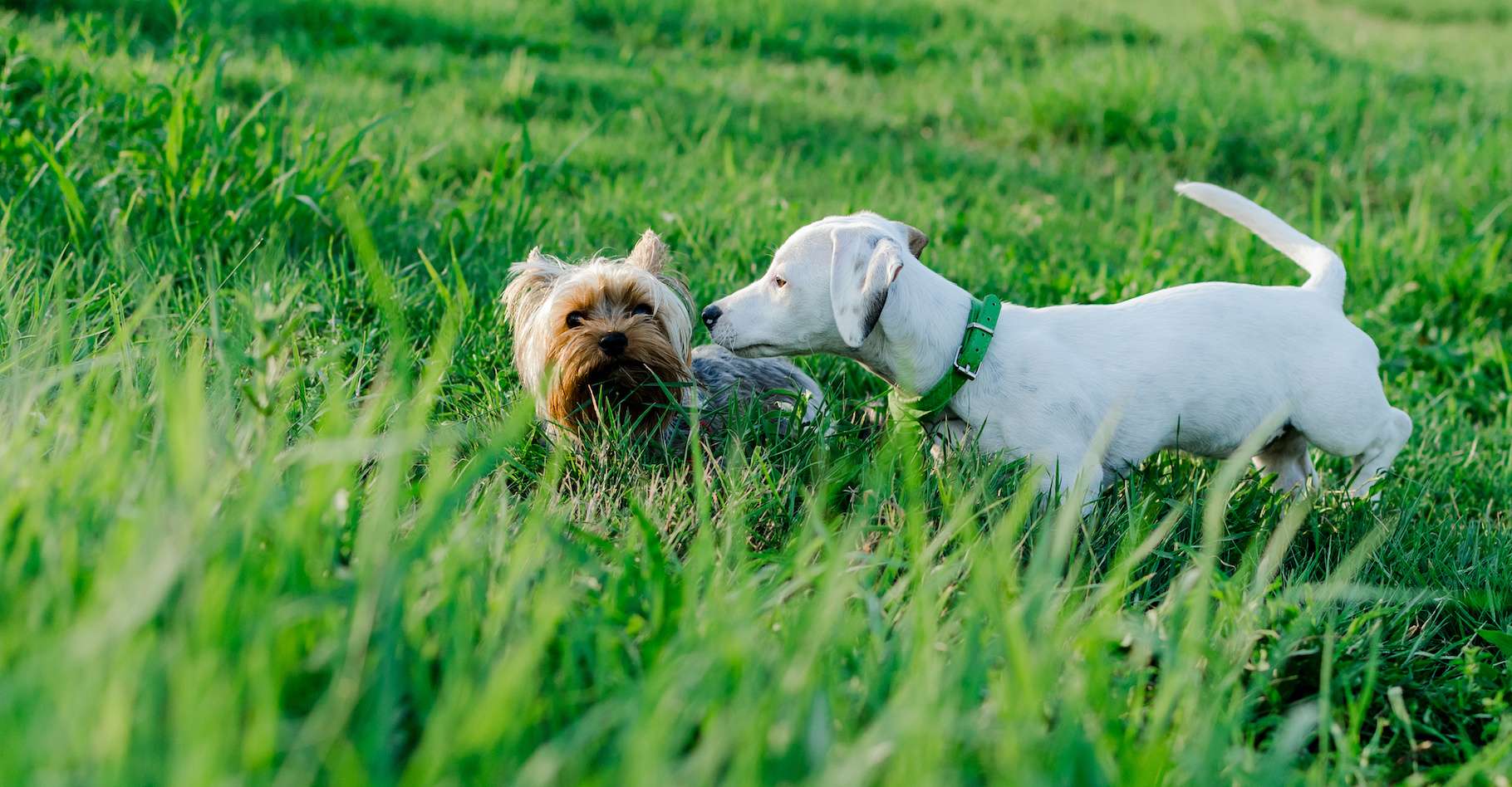 Les Jack Russel Terriers et les Yorkhire Terriers sont les chiens qui présentent l’espérance de vie à la naissance la plus élevée. © focusandblur, Adobe Stock