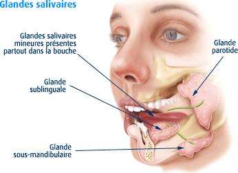 Les trois sortes de glandes salivaires : les glandes parotides (1), les glandes sous-maxillaires (2) et les glandes sub-linguales (3). © DR