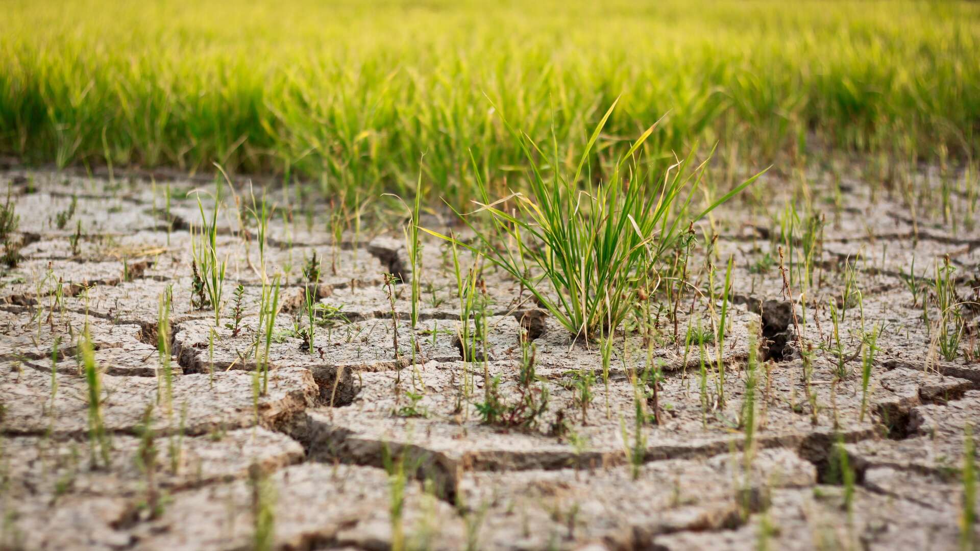 Rijstproductie stortte in 2022 in onder druk van opwarming van de aarde: experts bezorgd