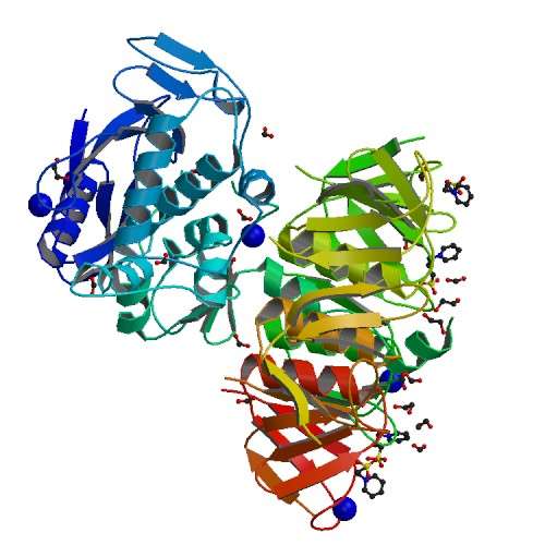Structure 3D de la shiga-toxine STX2 sécrétée par E. coli O157:H7. © Fraser, rcsb pdb.org, domaine public