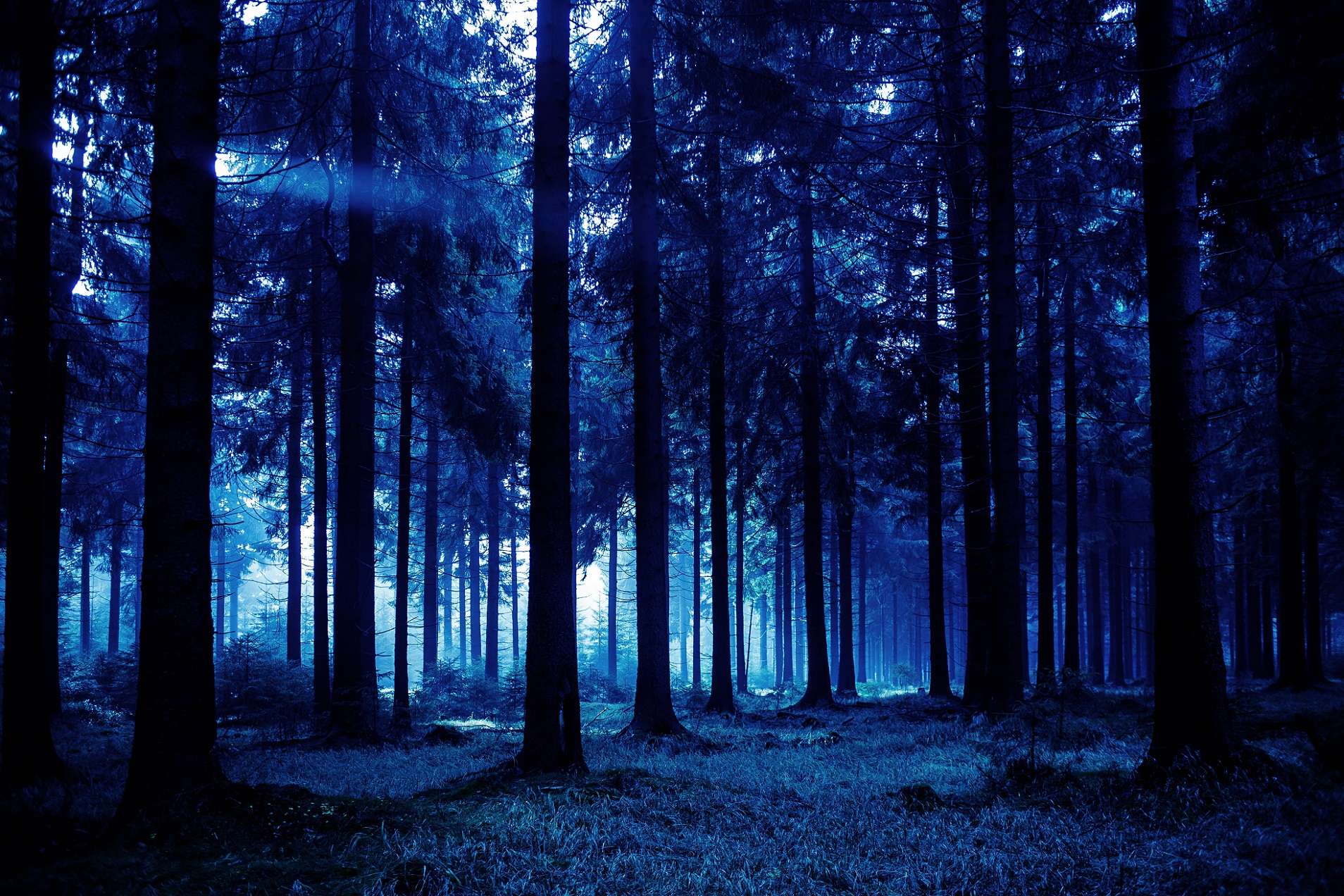 Ночь лес красиво. Темный лес. Ночной лес. «Ночь в лесу». Красивый лес.