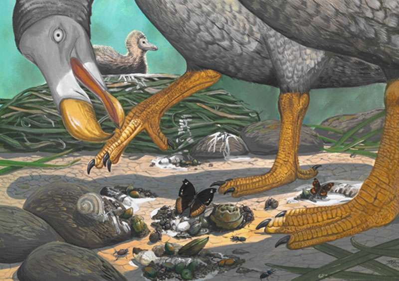 Pourquoi l'oiseau dodo a disparu - Tout savoir sur le dodo