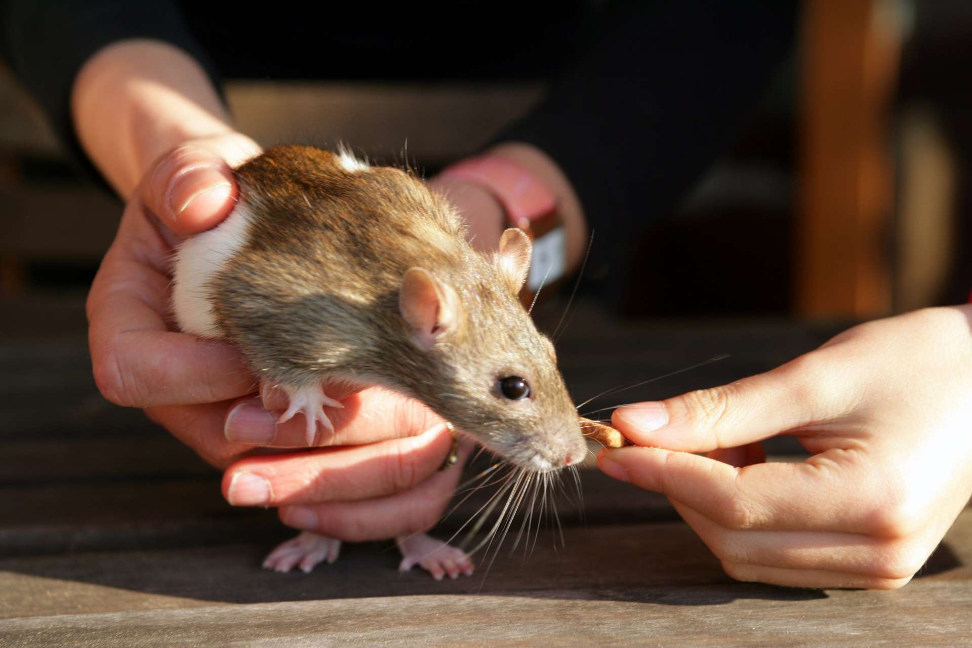 L’infection à virus cowpox peut-elle se transmettre à l’homme