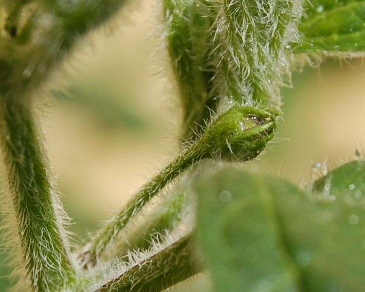 Définition Trichome