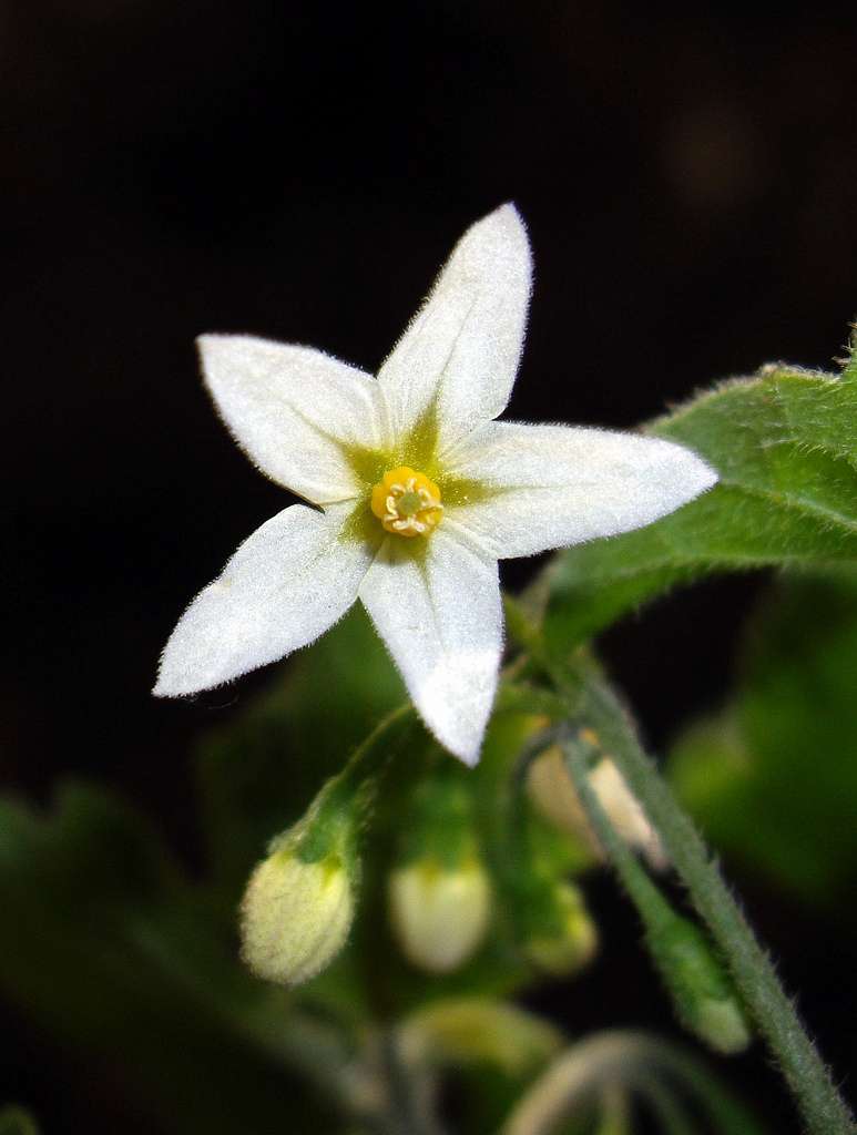 Les fleurs de Solanum nigrum, ou pomme de terre, présentent la formule florale suivante : « O : (5S), ((5P),5E), (2C) ». Ses cinq sépales sont donc soudés entre eux, comme les cinq pétales qui sont aussi unis aux cinq étamines. © .BamBo., Flickr, cc by nc sa 2.0