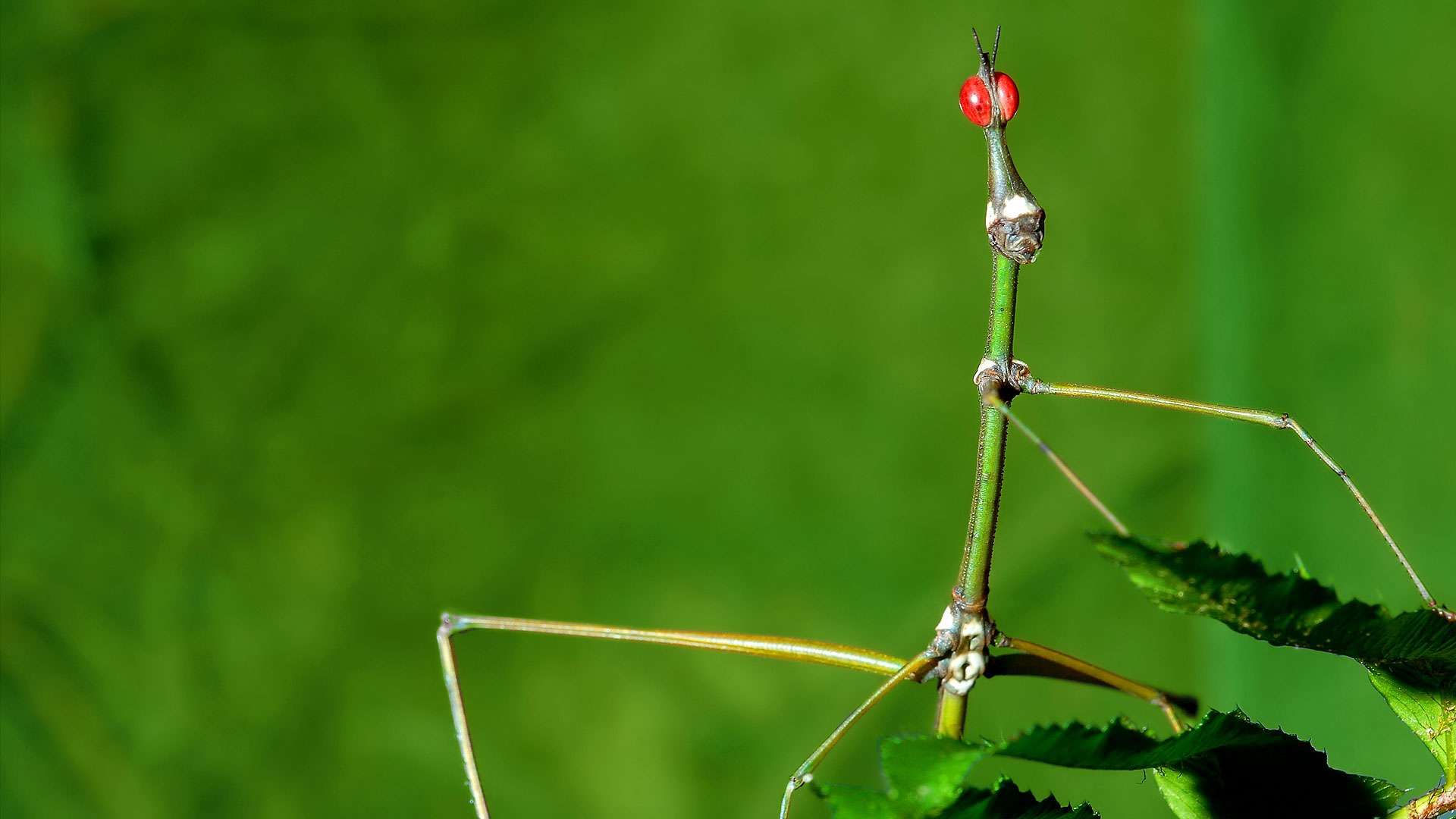 Le phasme bâton, un insecte étonnant - Photos Futura