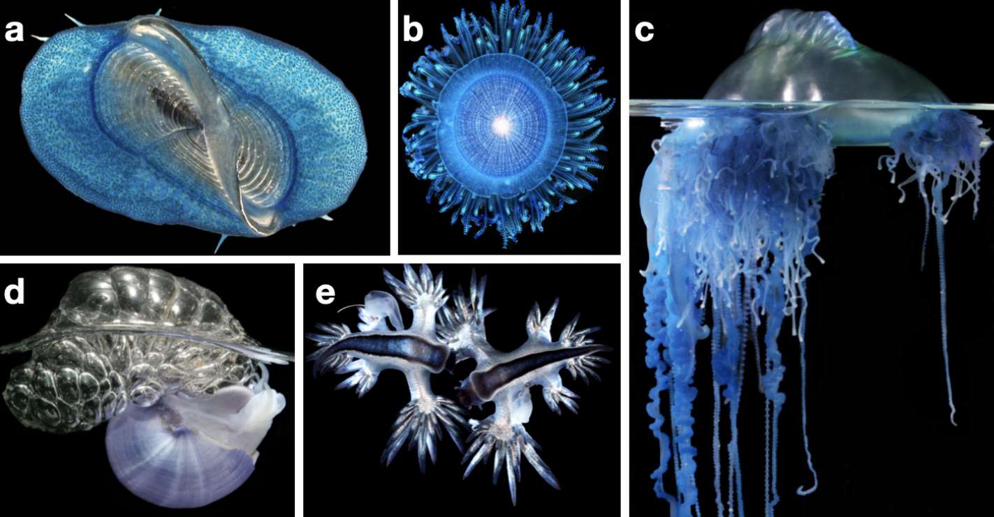 Sur ces images, des organismes neustoniques qui ont été trouvés dans le vortex de déchets. (a) Velella sp. (b) Porpita sp. (c) Physalia sp. (d) Janthina sp. (e) Glaucus sp. © Denis Riek