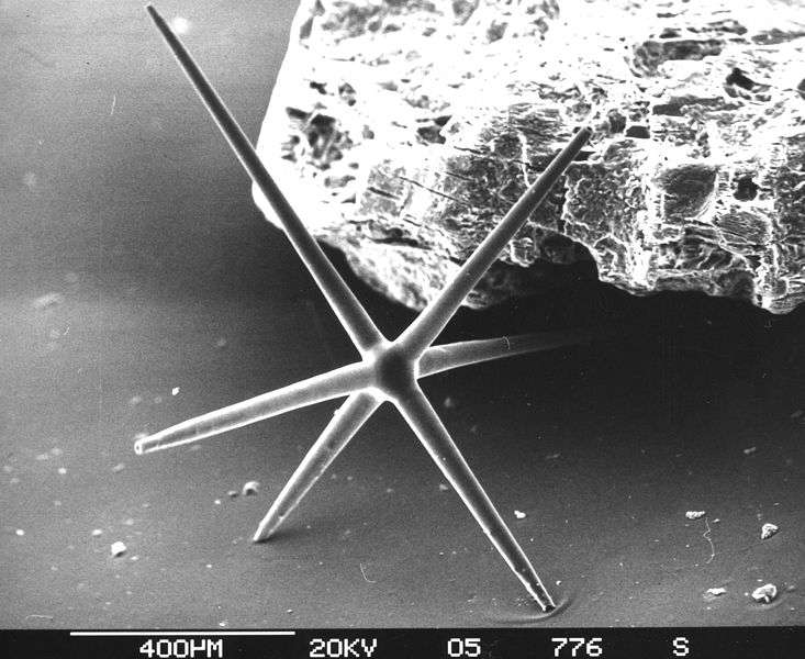 Spicule d’éponge observé au microscope électronique. © Hannes Grobe/AWI, Wikimédia CC by 3.0
