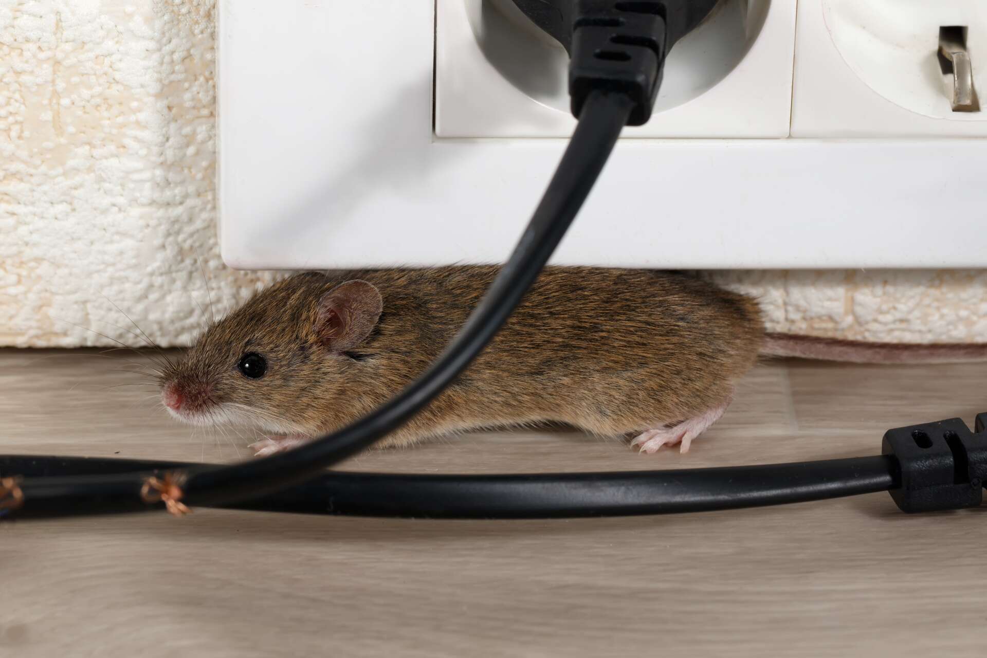 Stop Rodent : la meilleure mort-aux-rats ?