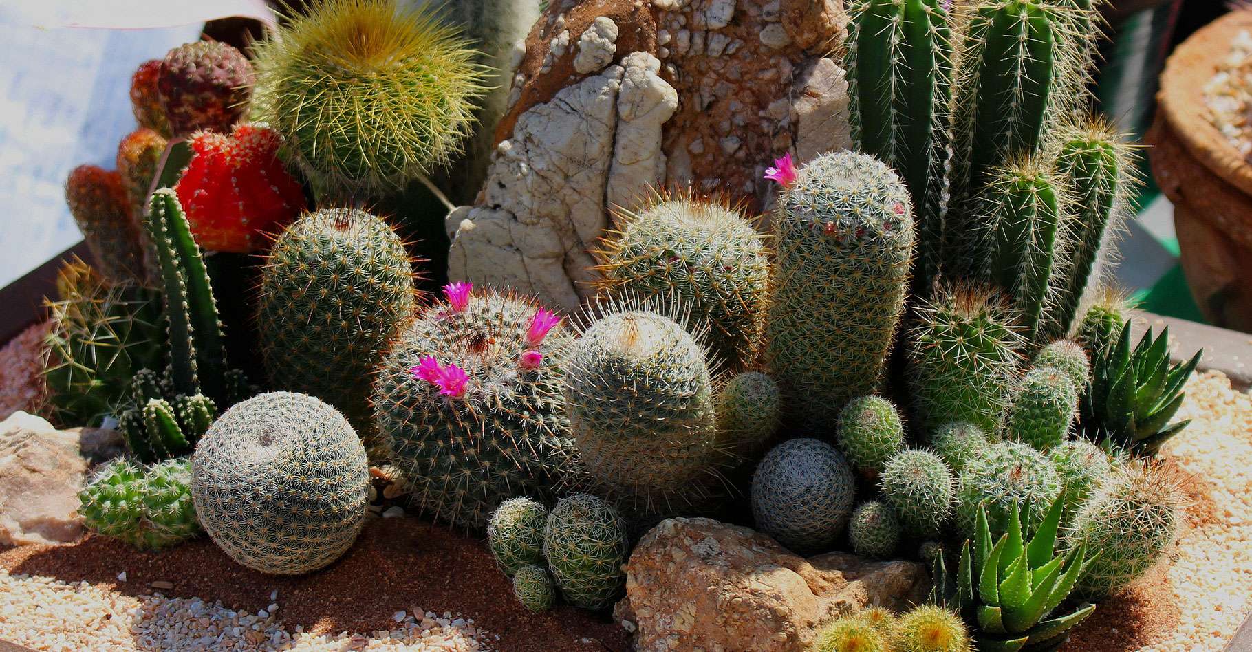 Cactus et plantes grasses : culture, arrosage et entretien