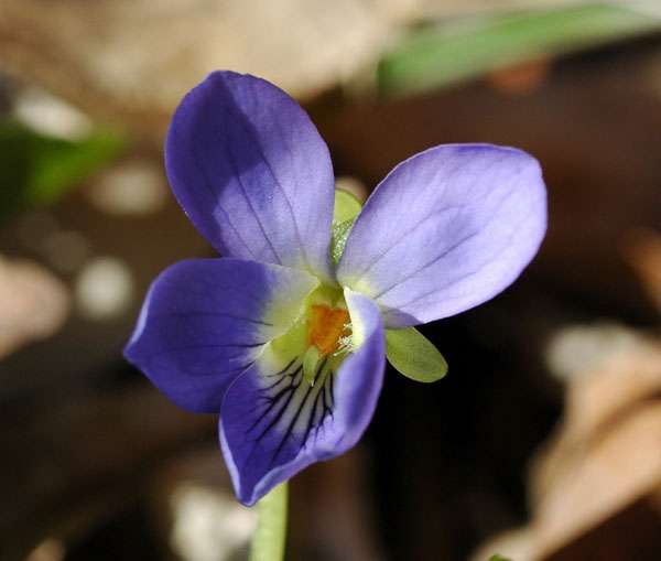 La violette, une fleur qui calmerait la toux. © Franck Le Driant / FloreAlpes.com