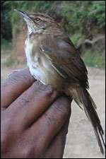 Rwanda : nouvelles découvertes sur deux fauvettes menacées Bouscarle de Grauer (Bradypterus graueri)