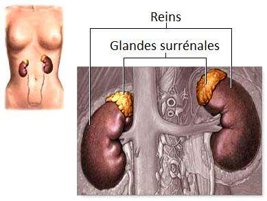 Les glandes surrénales, situées au dessus des reins, ont un rôle important dans le métabolisme. © DR