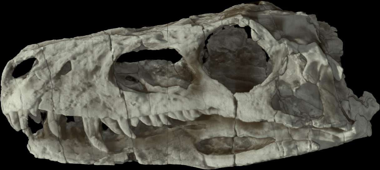 Une image du crâne du plus vieux dinosaure connu, Herrerasaurus. © Digimorph.org