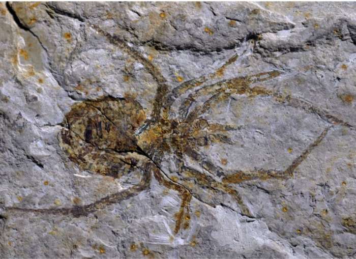 Ce fossile d’araignée décrit dans une revue scientifique en février 2019 s’est révélé être celui d’une écrevisse à laquelle on a rajouté des pattes. © Paul Selden, université du Kansas
