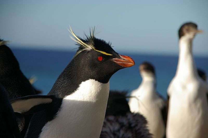 Gorfou doré Photo d'un gorfou doré. © Ben Tubby, CC by 2.0