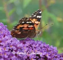 Métamorphose complète Le papillon est un insecte à métamorphose complète. © Bernard Schmeltz