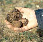 Les migrations post-glaciaires des truffes révélées par leur génome La truffe noire dite du Tricastin appelée Diamant noir