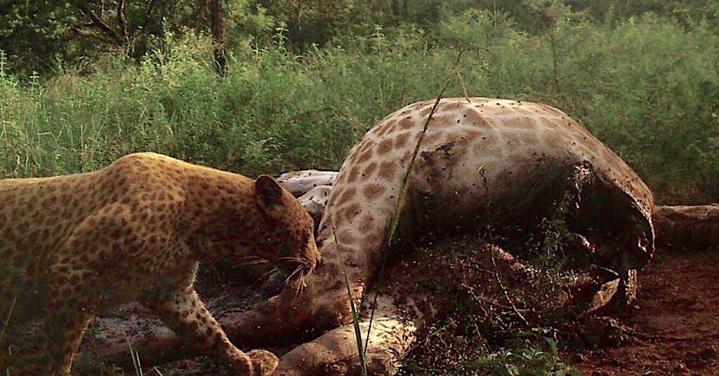 La couleur rose des taches de ce léopard serait due à une mutation génétique extrêmement rare appelée érythrisme. © Black Leopard Mountain Lodge, Facebook
