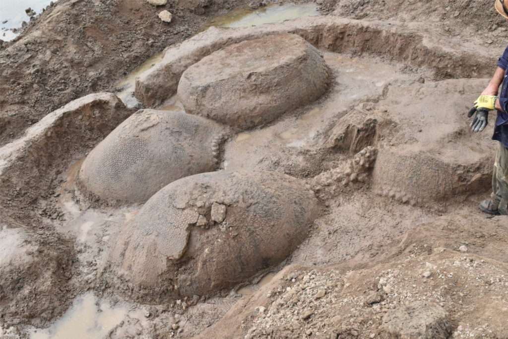 Un ancien tatou de la taille d'une voiture découvert en Argentine