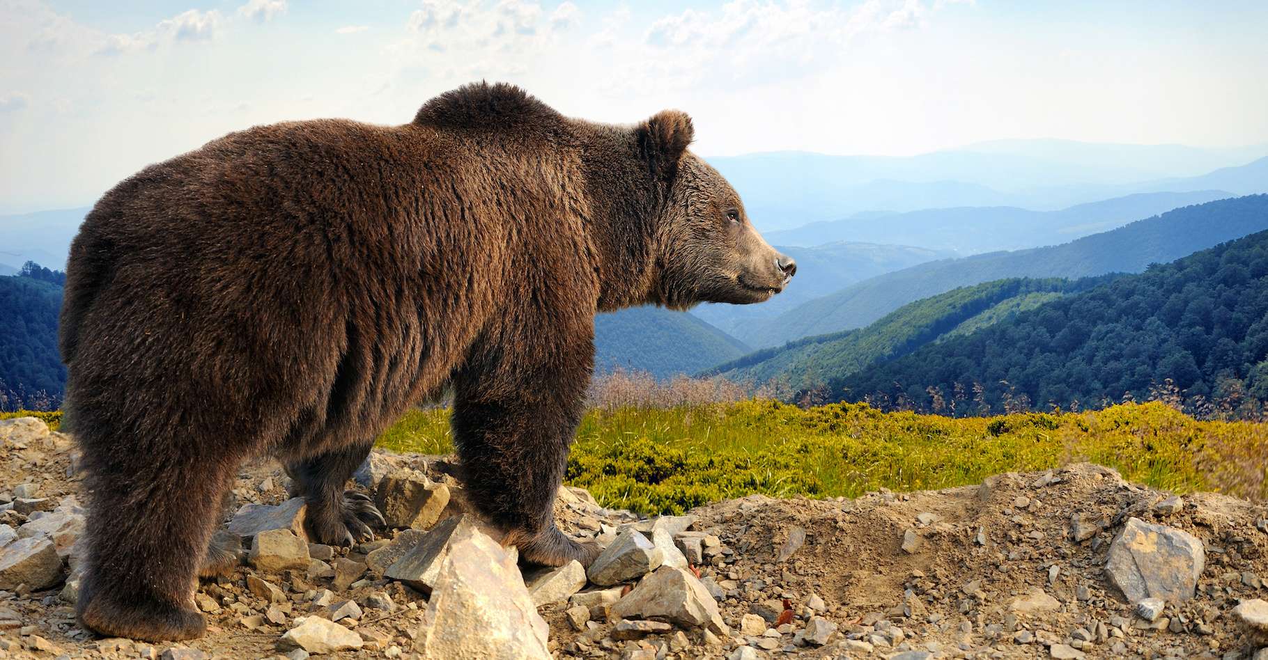 Dans le Parc national et réserve de Katmai, en Alaska, un ours brun a été vu sans avoir perdu de poids après la période d’hibernation. WTF ?! © byrdyak, Adobe Stock