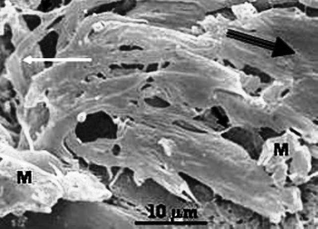 Les filaments sur cette image sont des restes de tapis microbiens datant de 3,3 milliards d'années. © Frances Westall