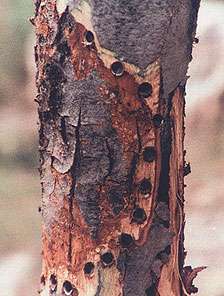 Maladie de l'arbre : comment empêcher l’écorce de se fendiller ? Maladie de l'écorce, un arbre fruitier fendillé. Crédits DR.