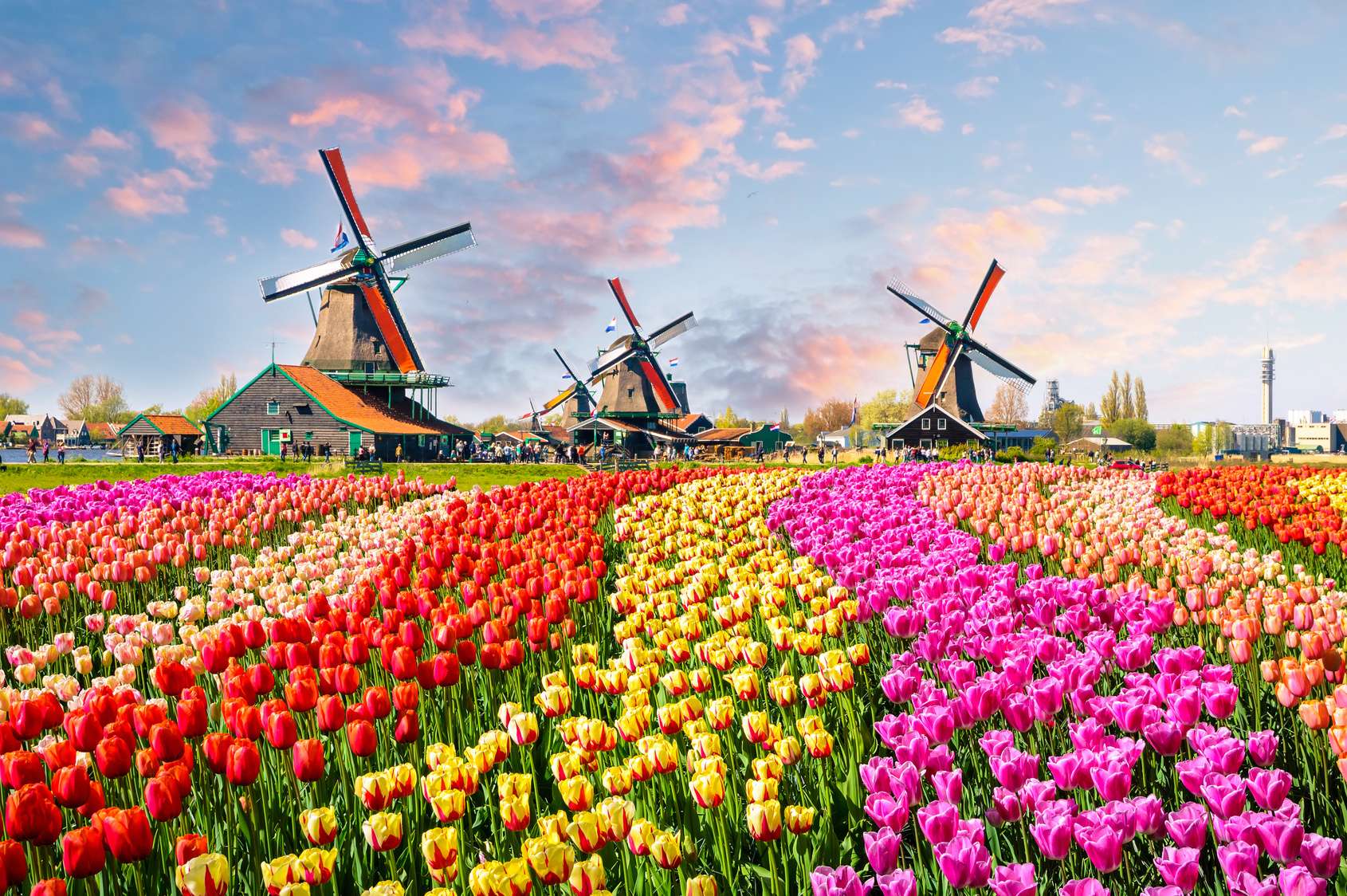 Les tulipes de Hollande et leur histoire