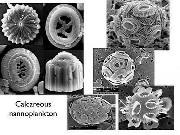 Des tests calcaires de nanoplancton de la frontière crétacé paléogène étudiés par les chercheurs. Credit Timothy Bralower, Pennsylvania State University