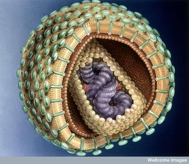 Le VIH est malheureusement le plus célèbre des lentivirus. Il existe cinq sérogroupes de ces virus, en fonction de la famille de mammifères qu’ils infectent. © Medical Art Service Munich, Wellcome Images, cc by nc nd 2.0
