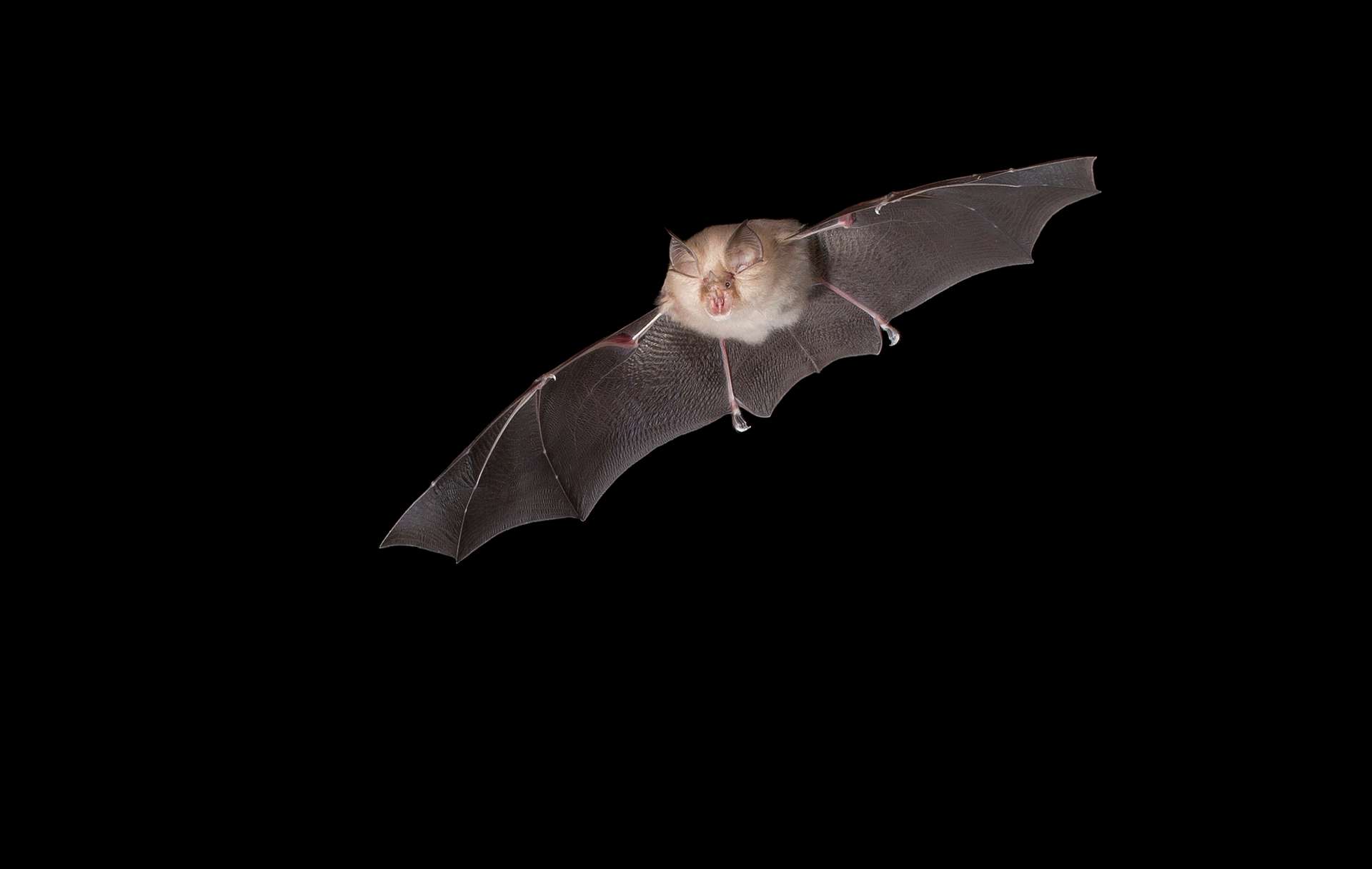 What to know about the Khosta-2 virus isolated from bats in Russia