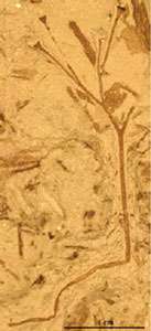 Livre Paléontologie : Faune Du Dévonien Inférieur Et Moyen De La Saoura - Dorothée Le Maître 1952