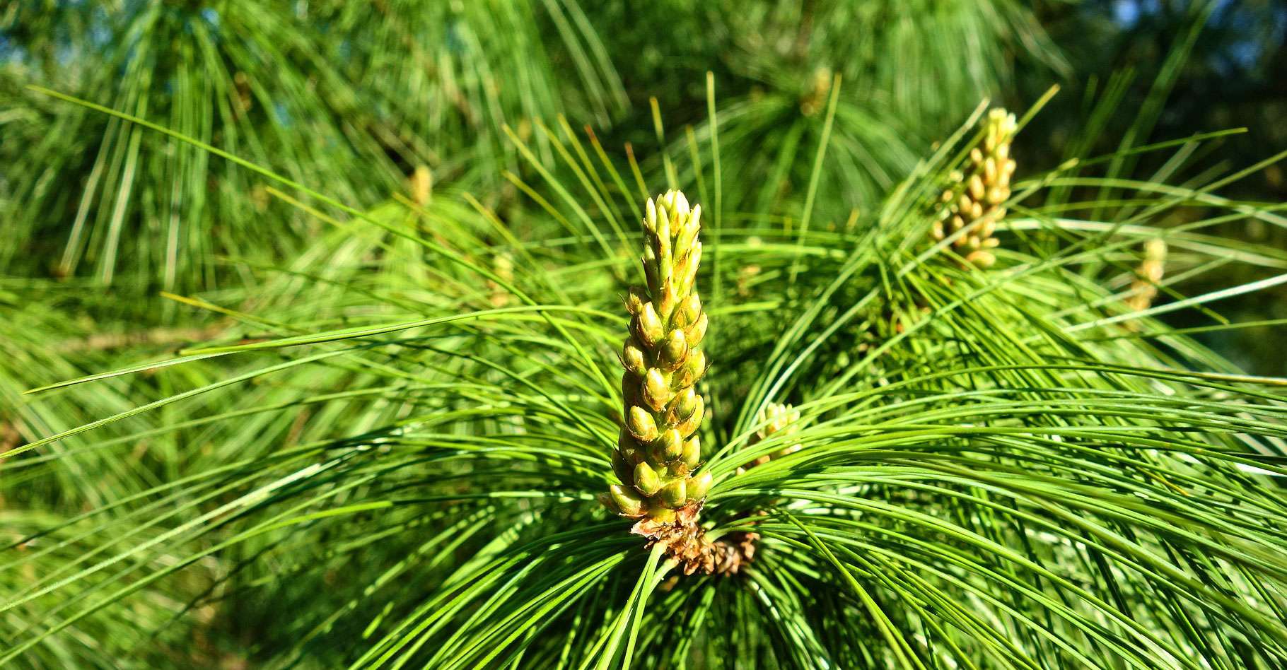Двух хвойный. Pinus wallichiana. Сосна Веймутова гималайская. Сосна Веймутова шишка. Сосна гималайская Pinus wallichiana.
