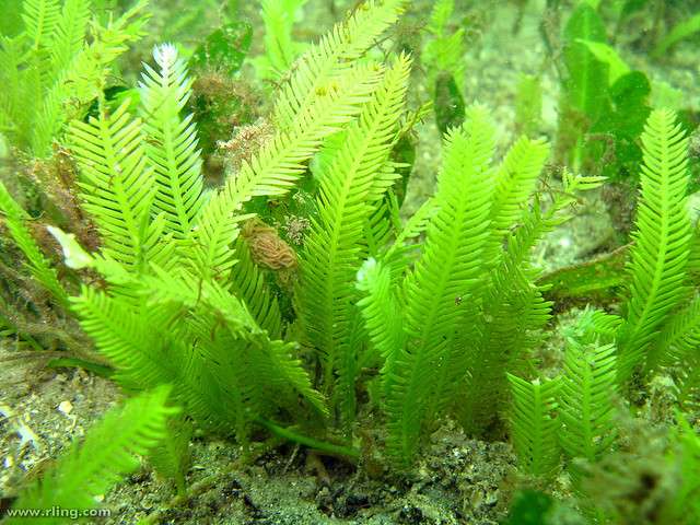 La caulerpe, une jolie algue d'aquarium... Ses frondes vert fluo sont beaucoup plus serrées et longues en Méditerranée que sur cette photo, prise en Australie. © Richard Ling, Flickr, CC by-nc-sa 2.0