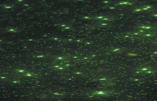 Un colorant marquant l'ADN (du SYBR vert) a été ajouté à un échantillon d'eau de mer prélevé en Californie. Les grosses taches vertes correspondent à des bactéries (diamètre d'environ 0,5 µm). Les petites taches sont des virus. © Kirchman, 2013, Nature