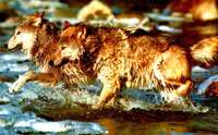 Un loup qui envoie des textos Un loup qui envoie des textos