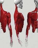 MYORES : soigner et réparer nos muscles MYORES : soigner et réparer nos muscles