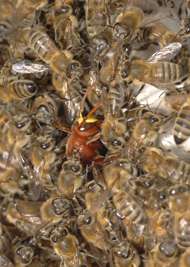 Comment les abeilles étouffent les frelons Sous cette mêlée d’abeilles, pas de ballon de rugby mais un frelon en train d’étouffer… © Emmanouil Filippou