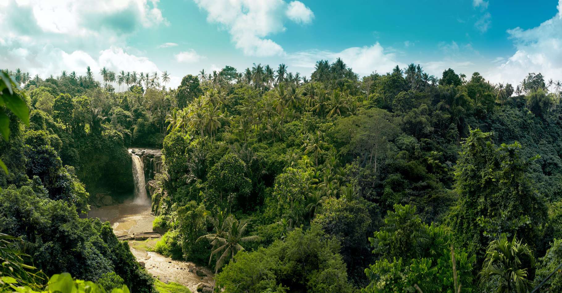 Arbre D Amérique Tropicale En 3 Lettres Les forêts tropicales, un puits de carbone 6 fois plus important que prévu