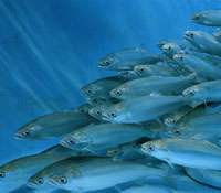 Dossier : les clés pour comprendre l'aquaculture En France, environ un produit de la mer sur trois proposés sur les étals émane de l'élevage. © DR