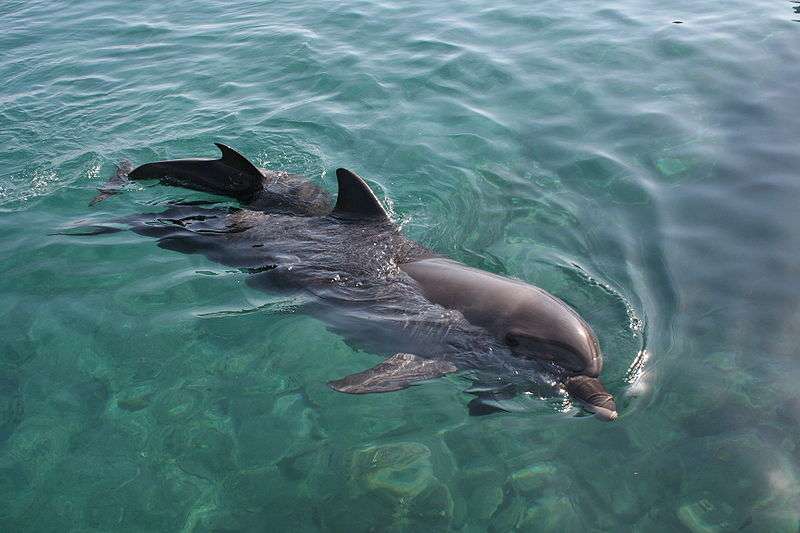 Photo de grands dauphins. © Faraj Meir, GNU FDL Version 1.2