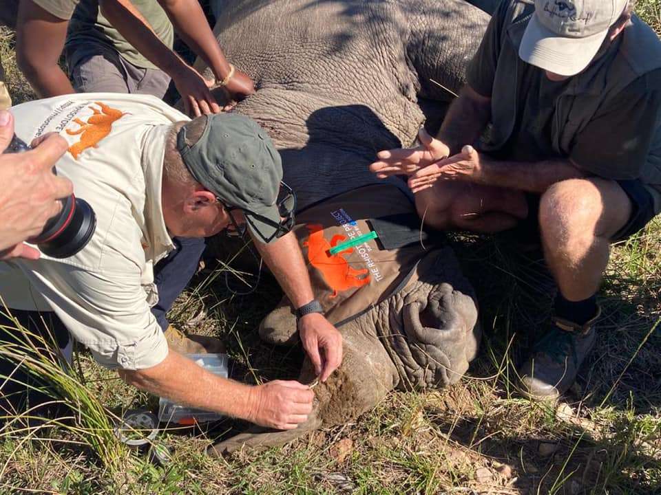 Ils veulent rendre les cornes de rhinocéros radioactives !