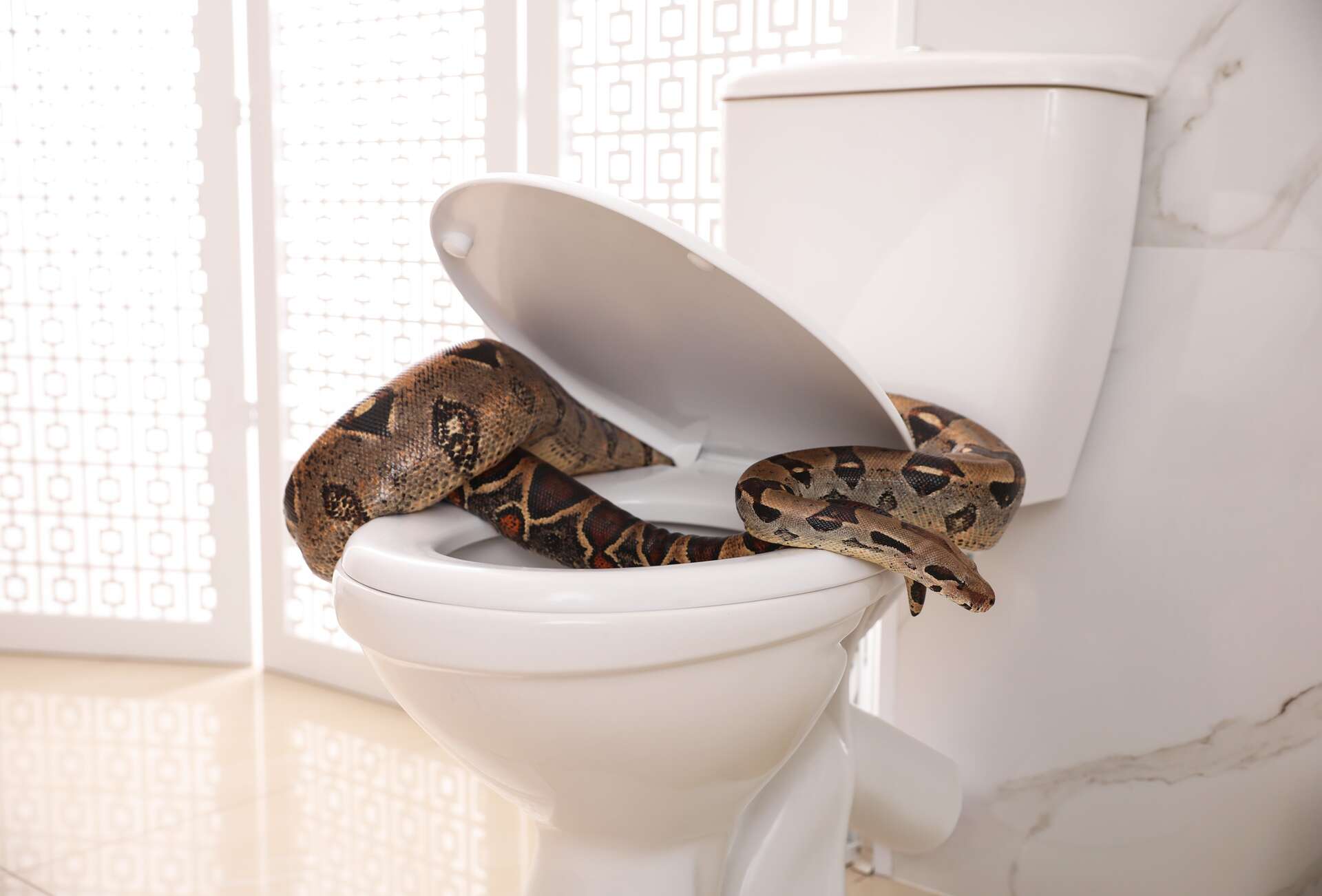 A vacationer is bitten by a venomous snake while going to the toilet