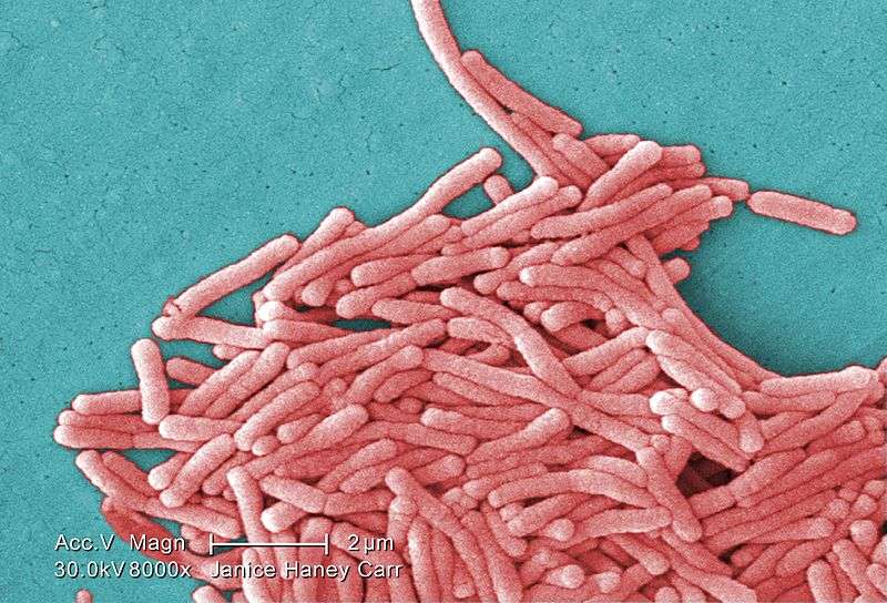 Image de microscopie de Legionella pneumophila. La bactérie est responsable de la légionellose, appelée aussi maladie du légionnaire. Cette pathologie a été baptisée ainsi en 1976, car elle a frappé un grand nombre de participants à l’Americain Legion of Pennsylvania à Philadelphie. © CDC, Wikimedia Commons, cc by sa 3.0