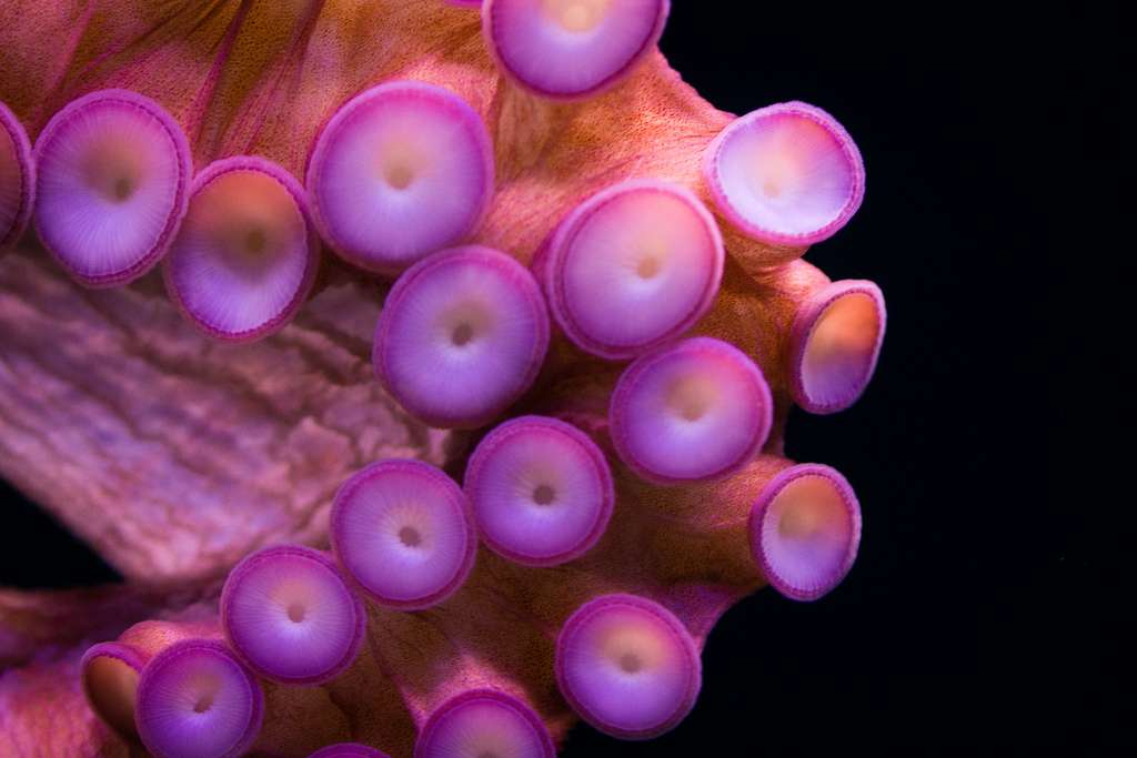 Voici un gros plan sur l’une des centaines de ventouses de la pieuvre géante du Pacifique. Bardées de capteurs sensoriels, elles fournissent des informations à l’animal, lui permettent d’attraper les proies et de les amener vers son bec. © Michael Bentley, Flickr, cc by 2.0