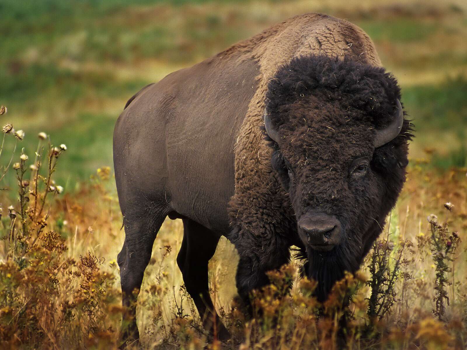 Bison d'Amérique du Nord Bison bison - Fond d'écran et images gratuites