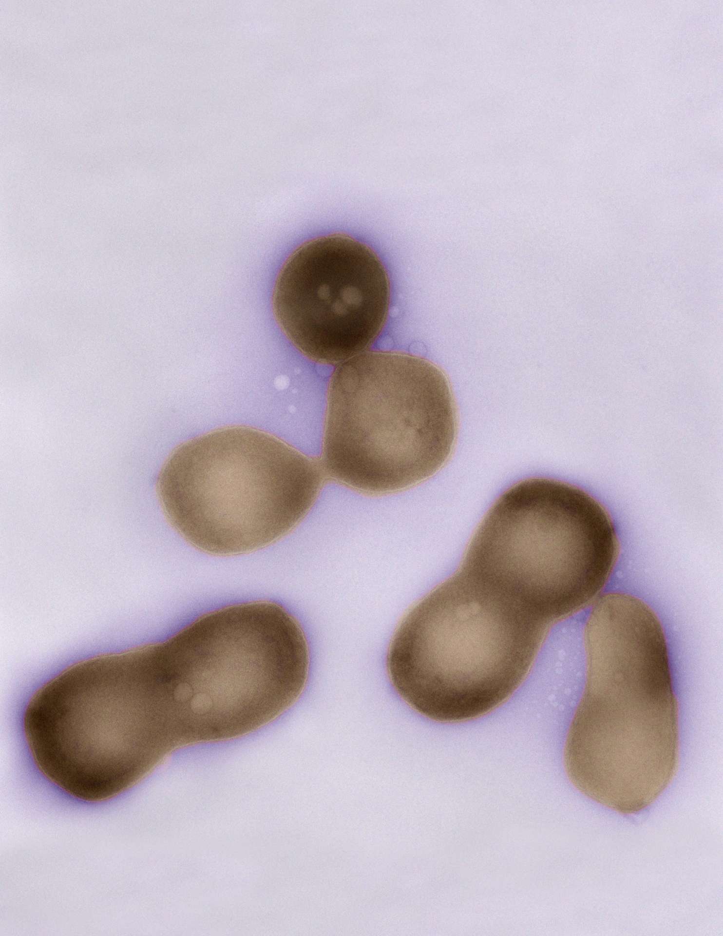 Des cellules de Mycoplasma mycoides vues au microscope électronique. Elles sont minuscules et leur génome ne contient que 1,08 million de paires de bases. Mais cet ADN est le plus grand édifice moléculaire fabriqué en laboratoire. © Tom Deerinck/Mark Ellisman/National Center for Microscopy and Imaging Research (University of California at San Diego)